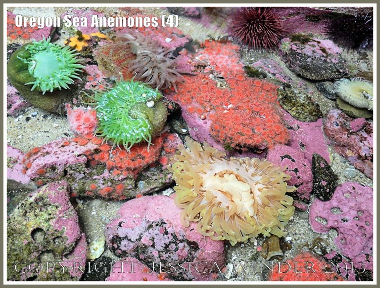 Sea anemones in the Touch Tank at Hatfield Marine Science Center, Oregon, USA.