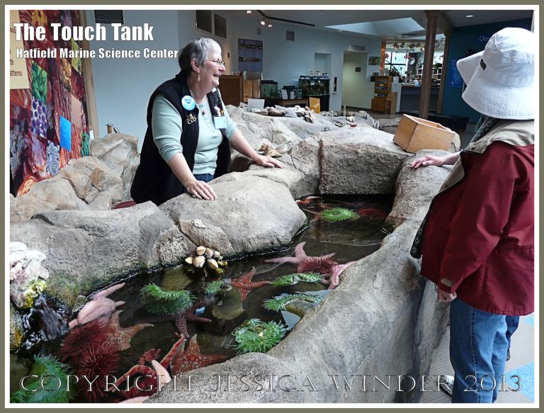 The Touch Tank at Oregon State University Marine Science Center