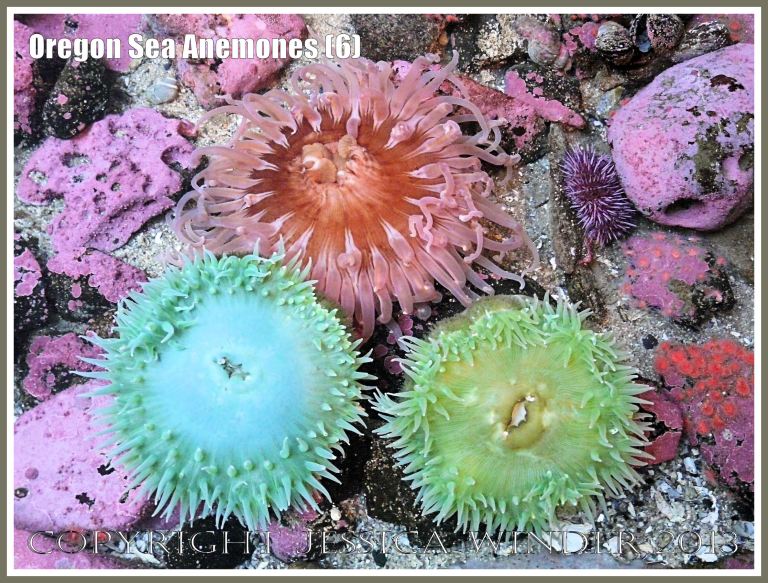Sea anemones in the Touch Tank at Hatfield Marine Science Center, Oregon, USA.