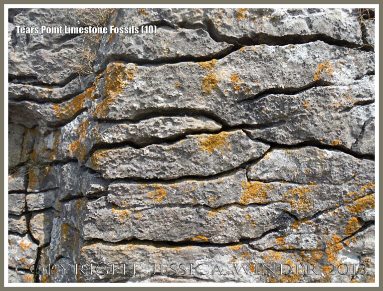 Tears Point Limestone in a naturally fractured outcrop on the Point near Fall Bay, Gower