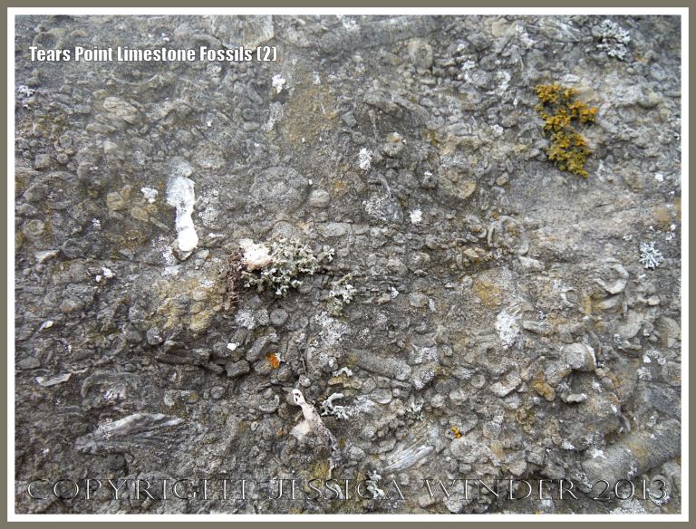 Crinoid and rugose coral fossils in Tears Point Limestone used in a dry stone wall