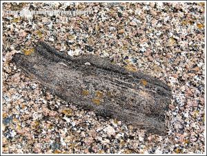 Close-up of granite texture and structure with inclusion