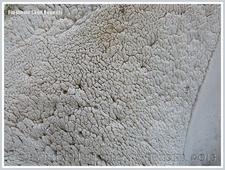 Close-up of bone texture in the skull of a Fin Whale