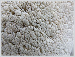Close-up of bone texture in the skull of a Fin Whale