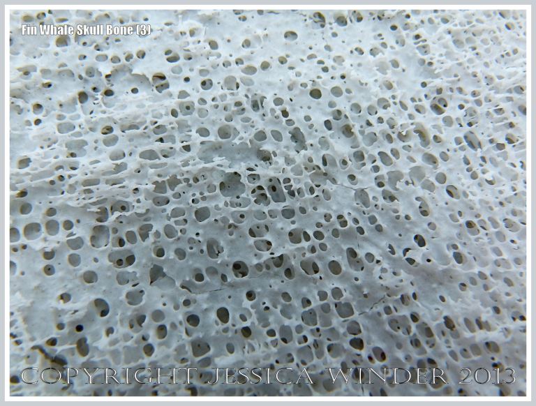 Close-up of bone texture in the skull of a Fin Whale