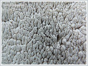 Close-up of bone texture in the skull of a Fin Whale