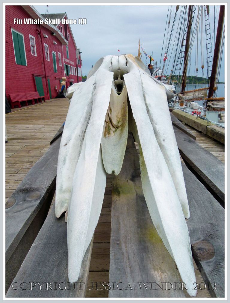 Fin Whale skull viewed from the front