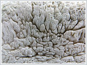 Close-up of bone texture in the skull of a Fin Whale