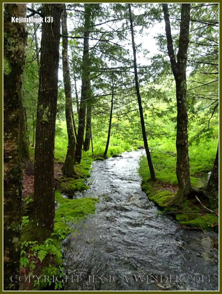 Stream running through the forest at Kejimkujik National Park
