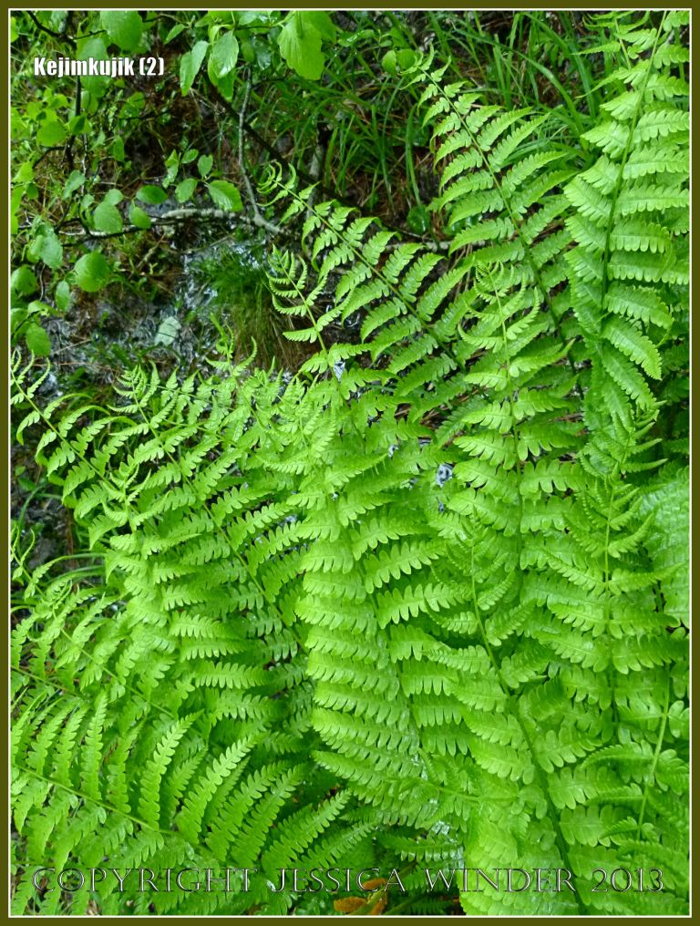 Ferns by the path at Kejimkujik National Park in Nova Scotia