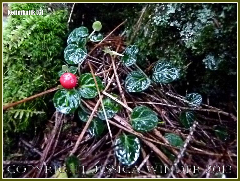 Solitary red-berried plant among the pine needles at Kejimkujik National Park