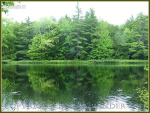 Riverside trees reflected in water at Kejimkujik National Park