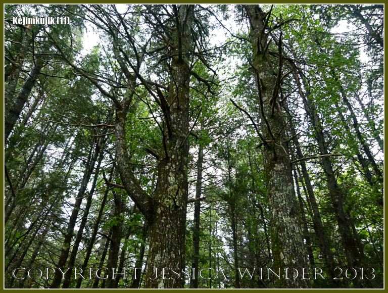 Tree canopy in the forest at Kejimkujik National Park