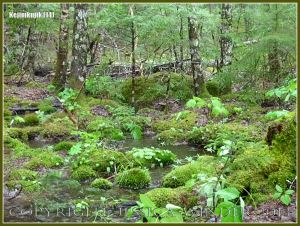 Sparse vegetation and mossy hummocks in boogy ground benath the trees in Kejimkujik National Park