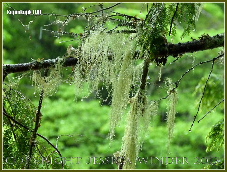 Rain-drop covered lichen trailing from a tree in Kejimkujik National Park, Nova Scotia, Canada.