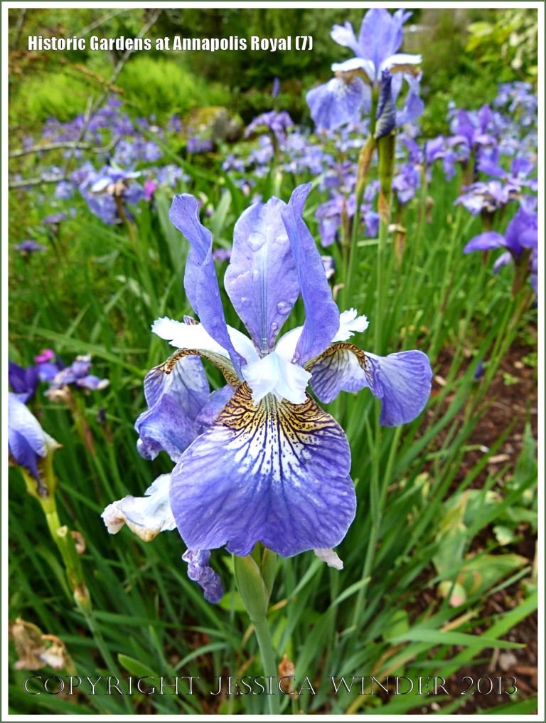Blue iris flowers at Historic Gardens in Annapolis Royal, Nova Scotia, Canada.