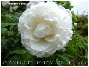 White rose at Historic Gardens, Annapolis Royal, Nova Scotia, Canada.