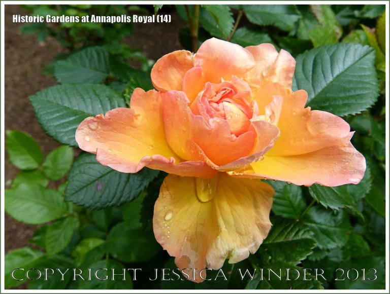 Apricot rose at Historic Gardens, Annapolis Royal, Nova Scotia, Canada.