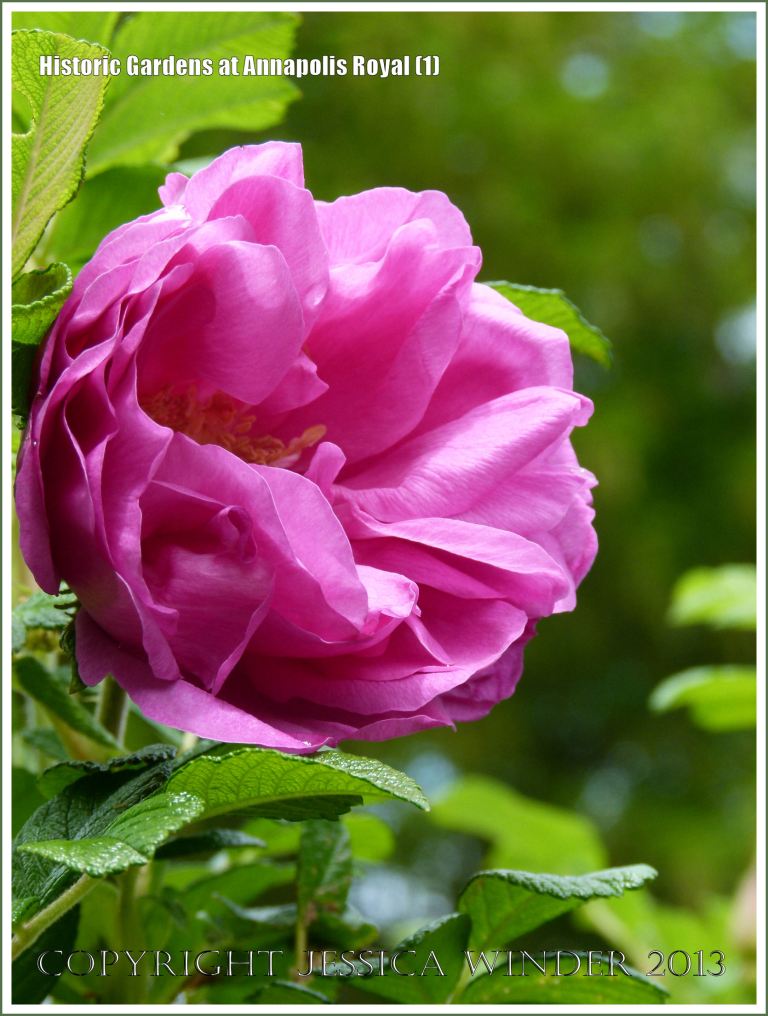 Pink rose at Historic Gardens in Annapolis Royal, Nova Scotia, Canada.