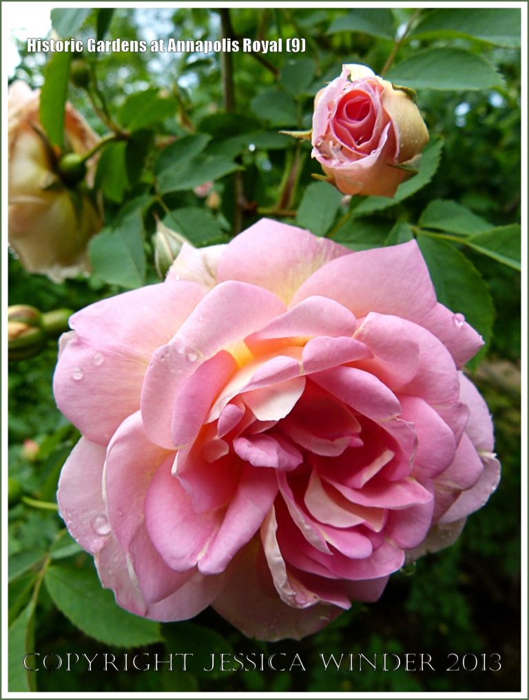Pink roses at Historic Gardens, Annapolis Royal, Nova Scotia, Canada.
