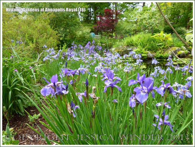 Blue iris flowers at Historic Gardens, Annapolis Royal, Nova Scotia, Canada.