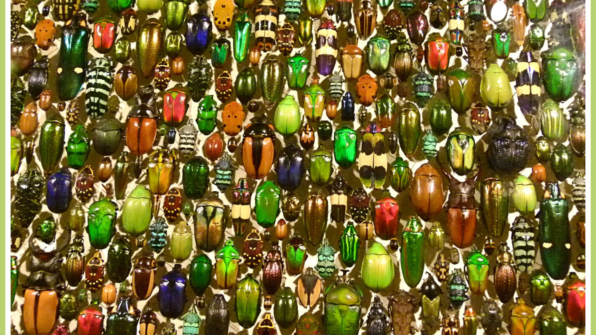 Multi-coloured jewel-like beetles of many species from around the world.