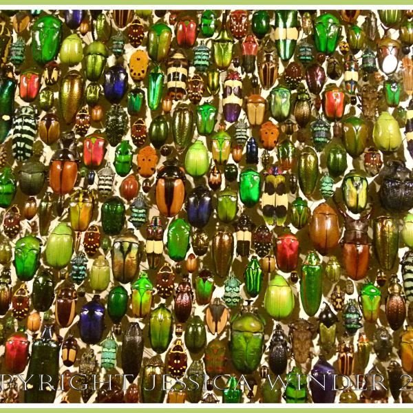 Multi-coloured jewel-like beetles of many species from around the world.