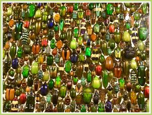 Multi-coloured jewel-like beetles of many species from around the world.