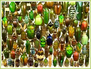 Multi-coloured jewel-like beetles of many species from around the world.