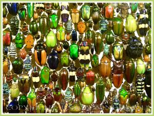Multi-coloured jewel-like beetles of many species from around the world.