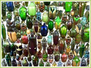 Multi-coloured jewel-like beetles of many species from around the world.