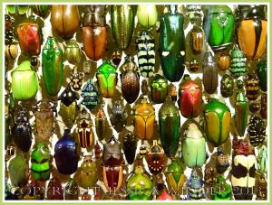 Multi-coloured jewel-like beetles of many species from around the world.