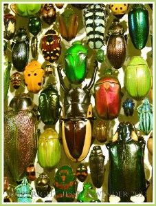 Multi-coloured jewel-like beetles of many species from around the world.