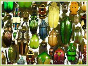 Multi-coloured jewel-like beetles of many species from around the world.