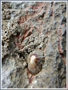 Red Triassic rock remnant with calcite crystal in faulted Carboniferous limestone.