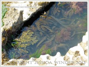 Gully with seaweed in Carboniferous Limestone wave-cut platform