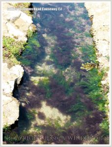 Gully with seaweed in Carboniferous Limestone wave-cut platform