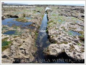 Gullies with seaweed in Carboniferous Limestone wave-cut platform