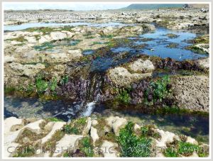 Gullies with seaweed in Carboniferous Limestone wave-cut platform