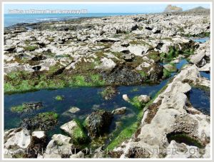 Gullies with seaweed in Carboniferous Limestone wave-cut platform