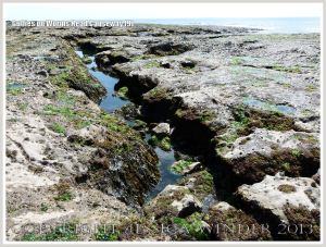 Gully with seaweed in Carboniferous Limestone wave-cut platform