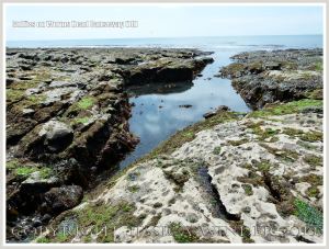 Gully with seaweed in Carboniferous Limestone wave-cut platform