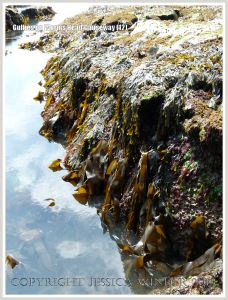 Gully with seaweed in Carboniferous Limestone wave-cut platform