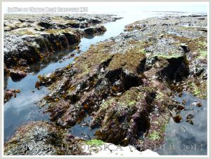 Gully with seaweed in Carboniferous Limestone wave-cut platform