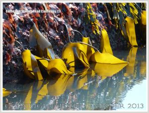 Gully with kelp and other seaweeds in Carboniferous Limestone wave-cut platform