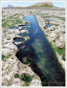 Gully with with kelp and other seaweeds in Carboniferous Limestone wave-cut platform