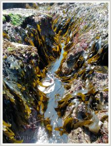Gully with kelp and other seaweeds in Carboniferous Limestone wave-cut platform
