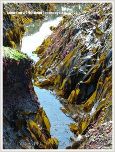 Gully with kelp and other seaweeds in Carboniferous Limestone wave-cut platform