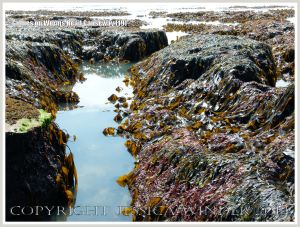 Gully with kelp and other seaweeds in Carboniferous Limestone wave-cut platform