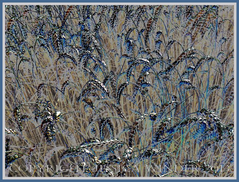 Picture of a field of ripe ears of wheat on long stalks